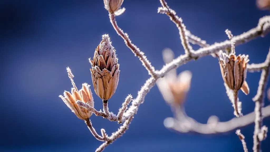 Szron osadzający się na tylnej ścianie i elementach chłodzących w zamrażarce typu no frost.